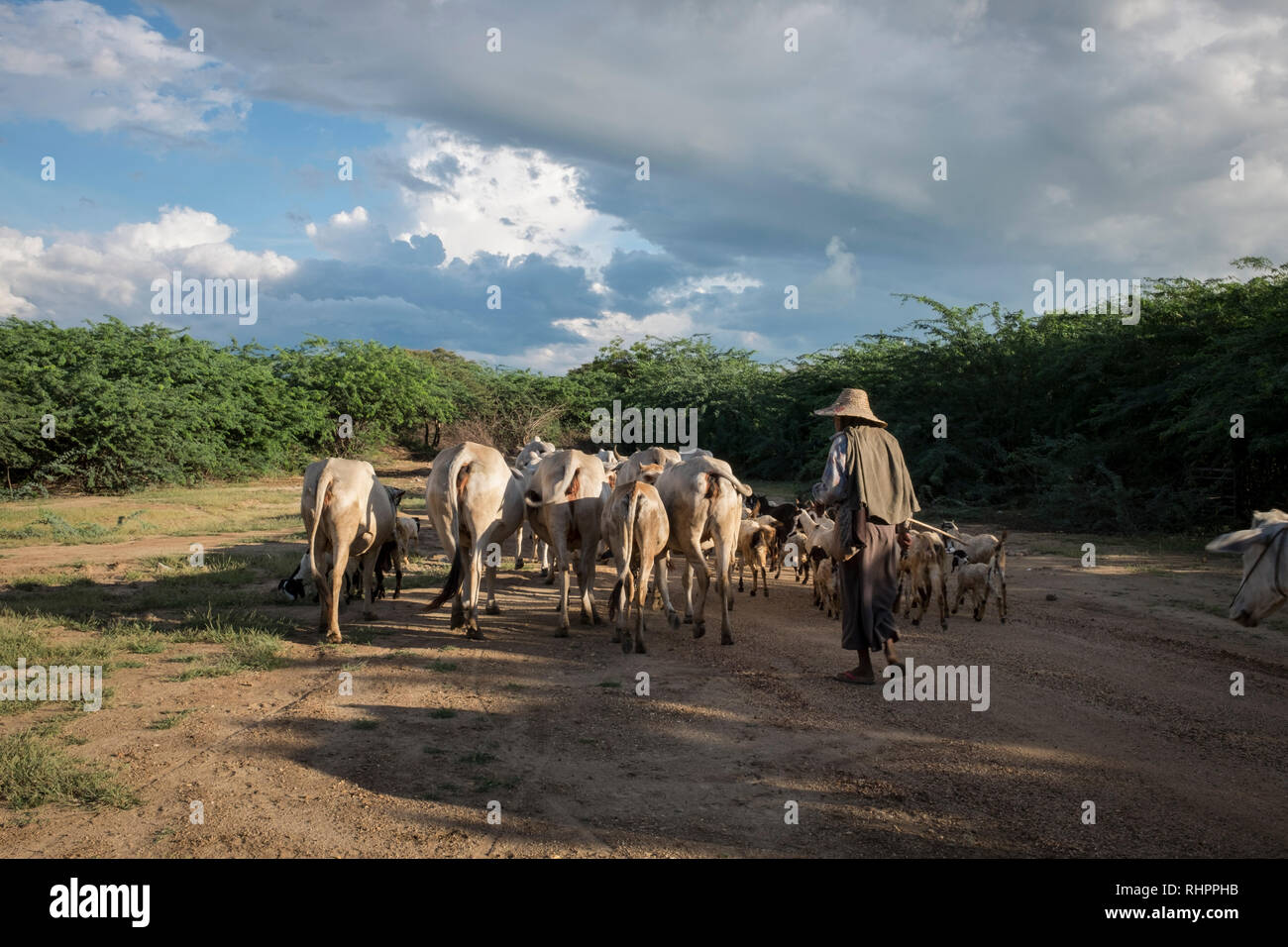 Bagan, Myanmar - 28 septembre 2016 : Shephers avec son troupeau dans la plaine de Bagan Banque D'Images