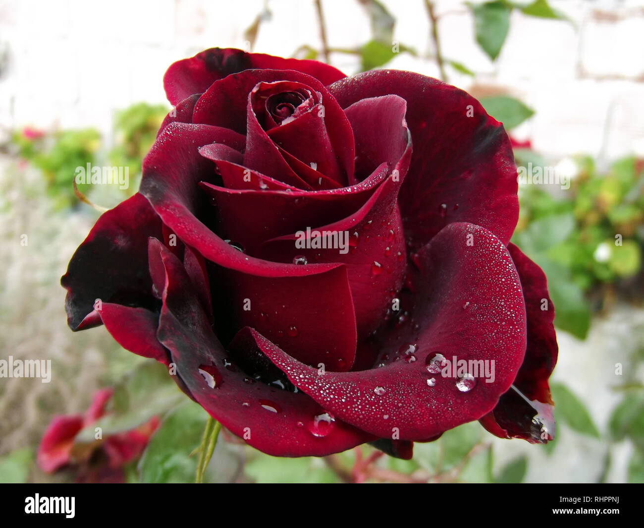 Grosse goutte Eau de Rose Rouge foncé Banque D'Images