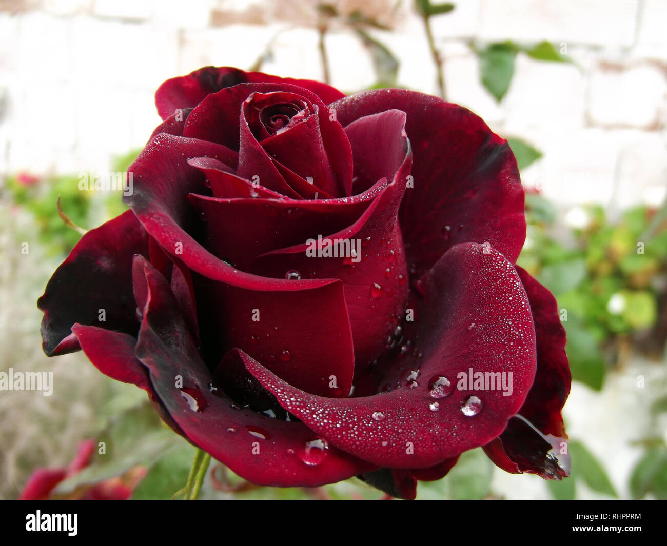 Grosse goutte Eau de Rose Rouge foncé Banque D'Images