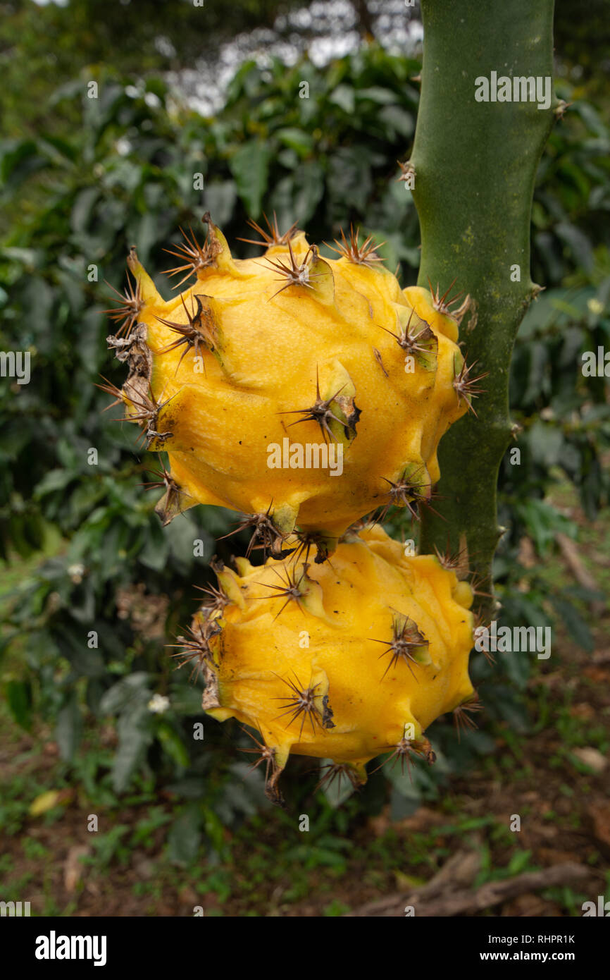 Deux jaunes Fruit du dragon ou Pitaya Pitaya (Fruit du dragon) croissant sur les cactus Banque D'Images