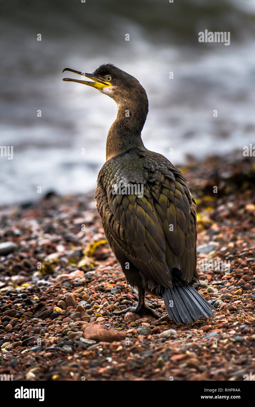 Cormorant sauvages sur la côte de Moray Firth en Ecosse Banque D'Images