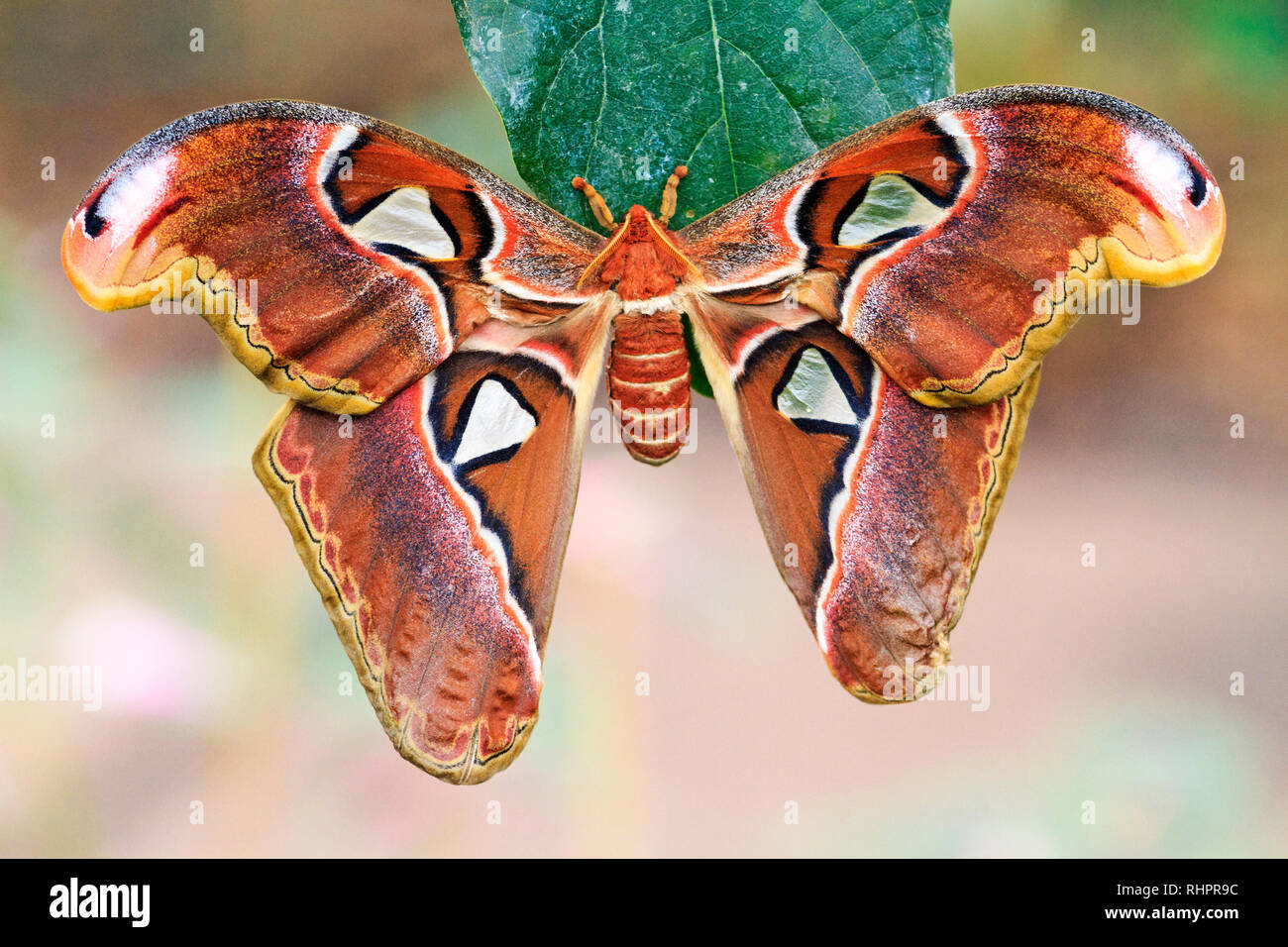Le plus grand papillon du monde Banque de photographies et d'images à haute  résolution - Alamy
