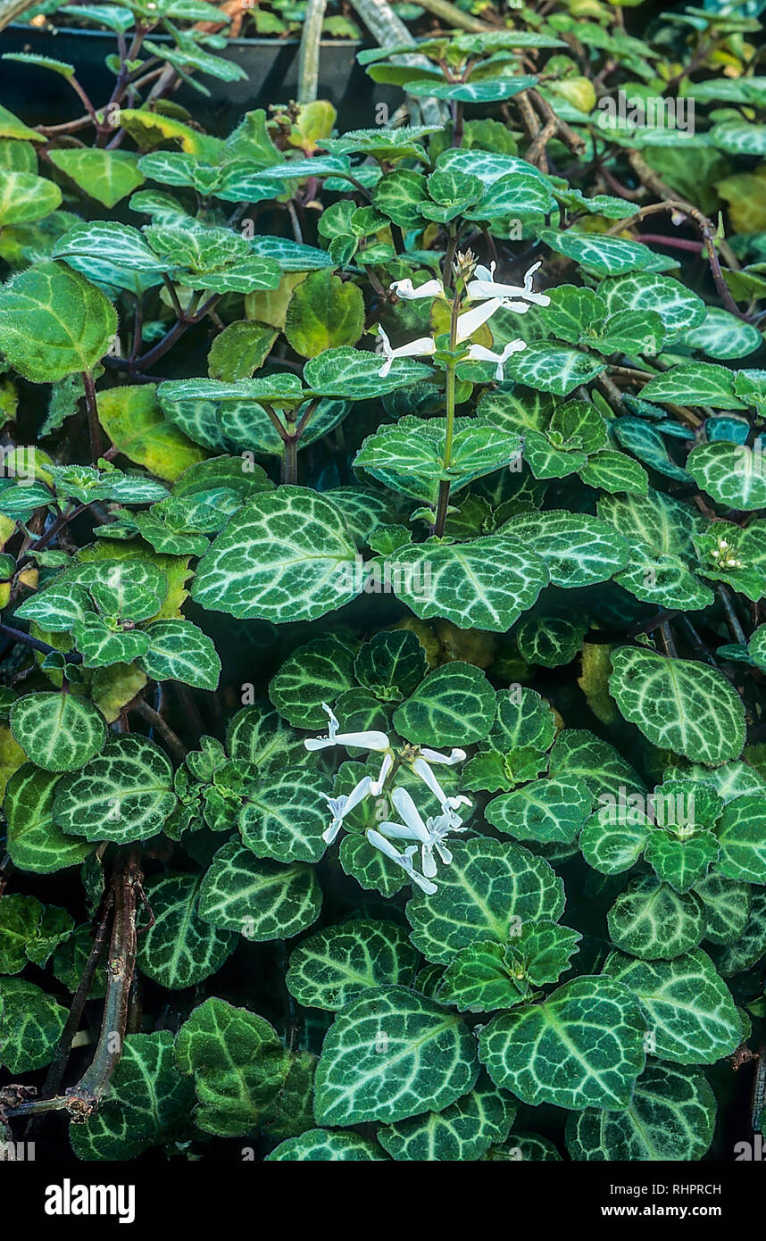 Plectranthus oertendahlii evergreen une vivace qui a des fleurs blanches l'année thropughout c'est frost offre à 10C/50F Banque D'Images