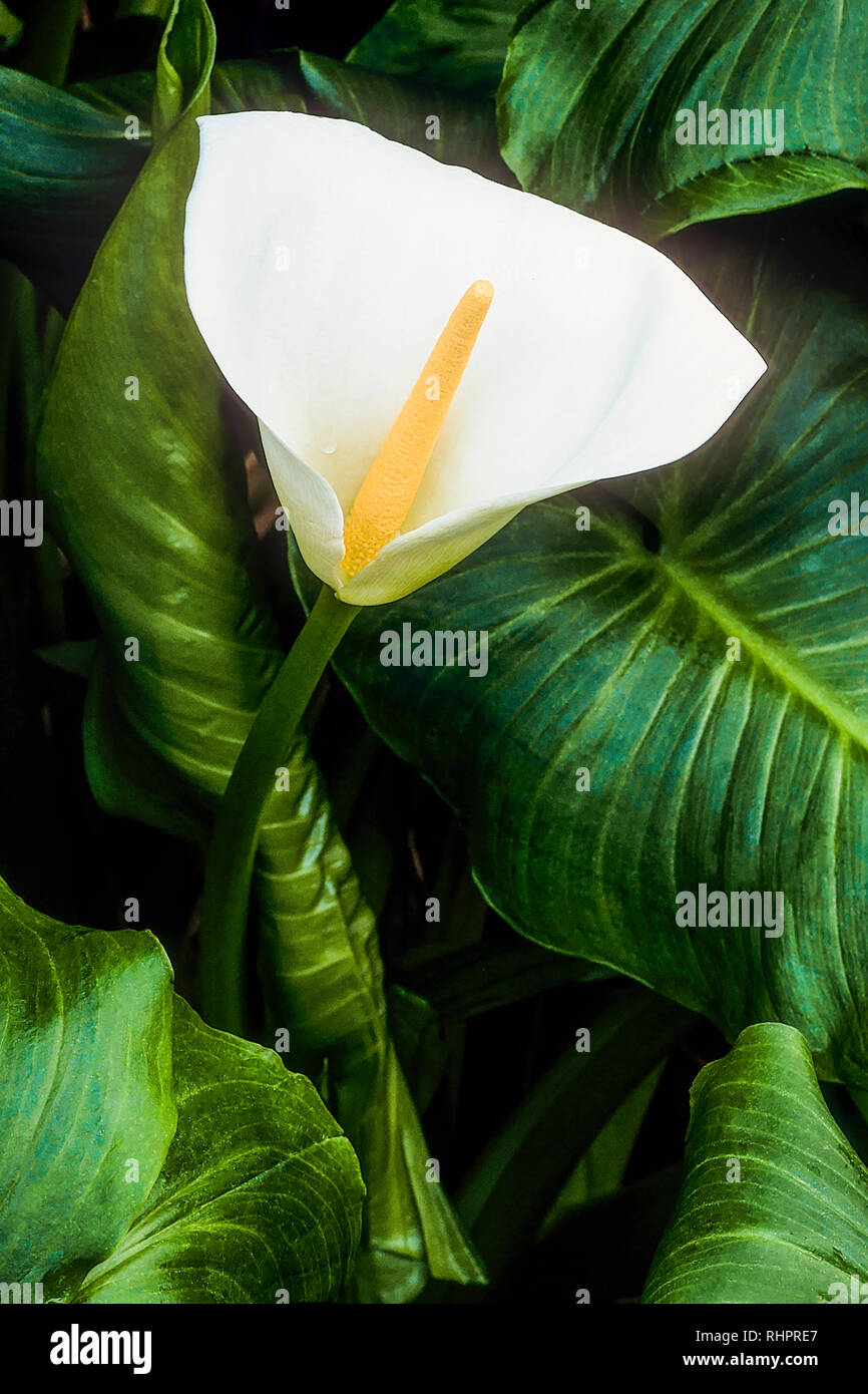 Zantedeschia aethiopica vivace à feuilles persistantes d'Arum blanc pur  avec les spathes et crème spadices jaune floraison de la fin du printemps  jusqu'au milieu de l'été Photo Stock - Alamy