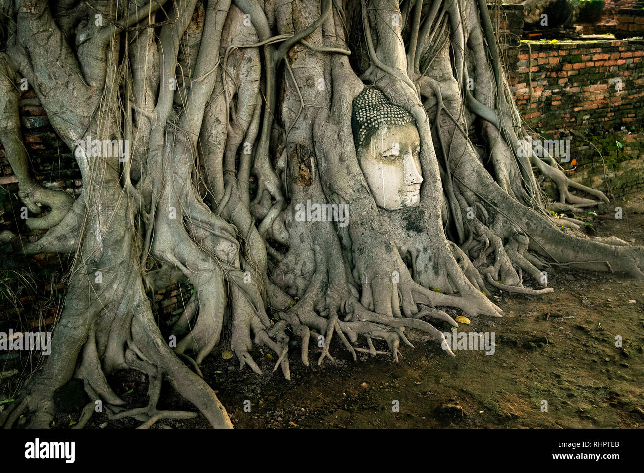 Le célèbre monument de la tête de Bouddha en ruine en incased les racines des arbres dans le parc de l'Ayutthaya Historical Park, Ayutthaya, Thaïlande. Banque D'Images
