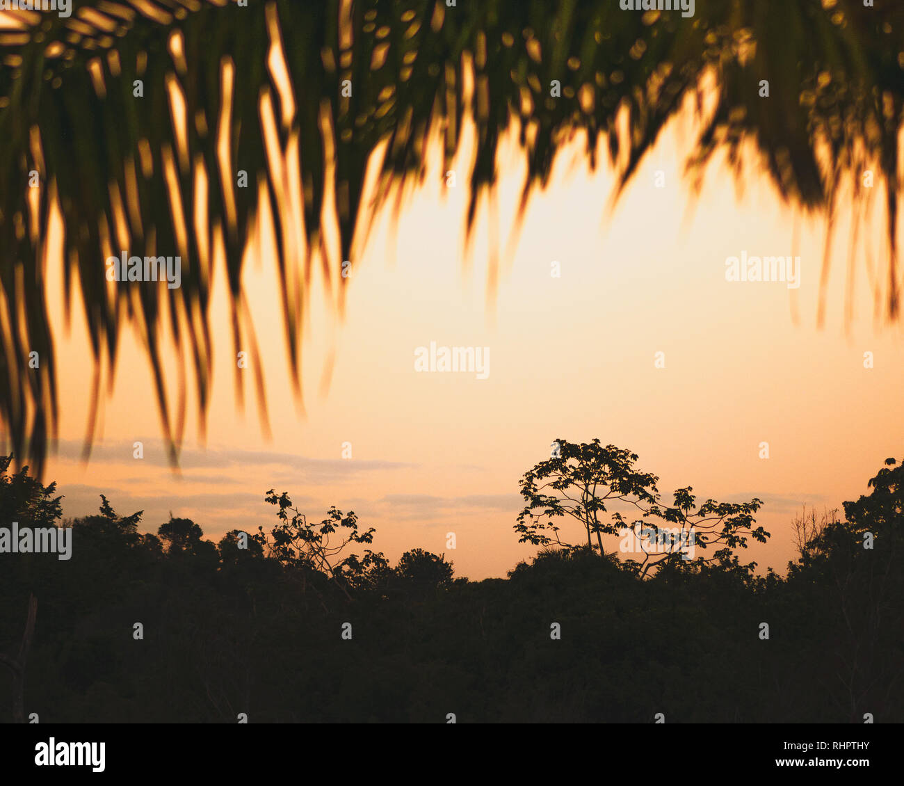 Coucher du soleil avec des palmiers et arbres Banque D'Images