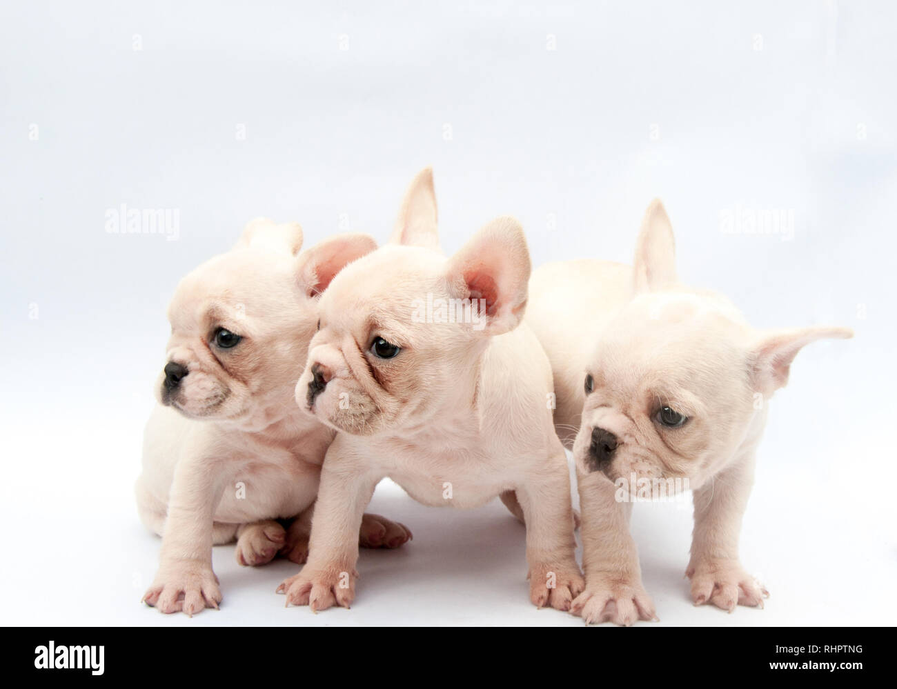 Portrait de trois Chiots bulldog français posant sur fond blanc Banque D'Images
