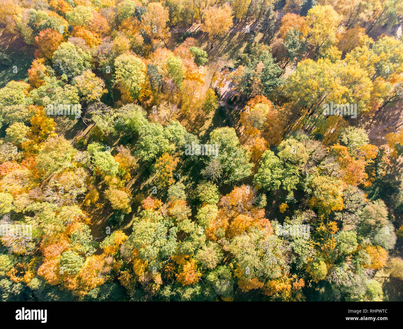 Belle scène naturelle, vue de dessus de l'antenne. bushy park arbres avec le jaune vif et orange feuilles en automne Banque D'Images