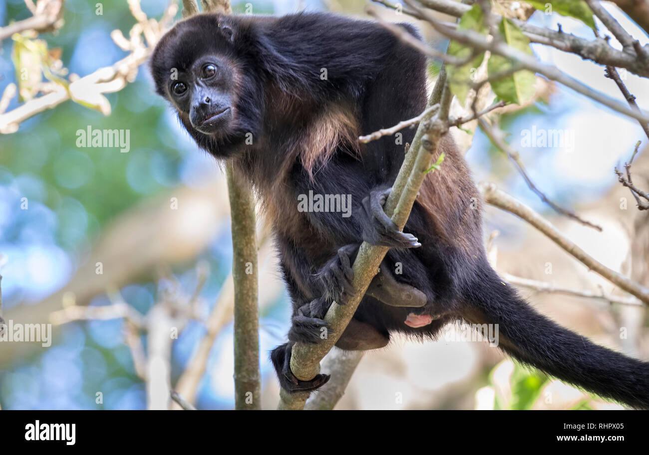 Manteau singe hurleur (Alouatta palliata) dans la canopée des forêts tropicales, Puntarenas, Costa Rica Banque D'Images