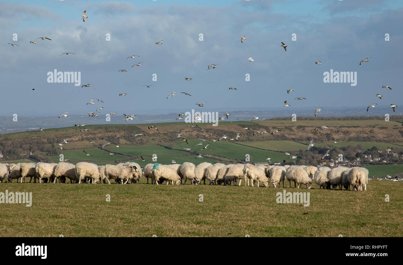 Troupeau de moutons paissant downland, avec flock of seagulls présents, sur la crête calcaire de Purbeck. Le Dorset. Banque D'Images