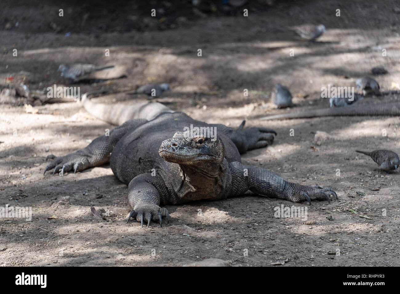 Dragon de Komodo lézard dangereuses. Prédateur sauvage endémique. Coldblooded chasse dragon agressif. Banque D'Images