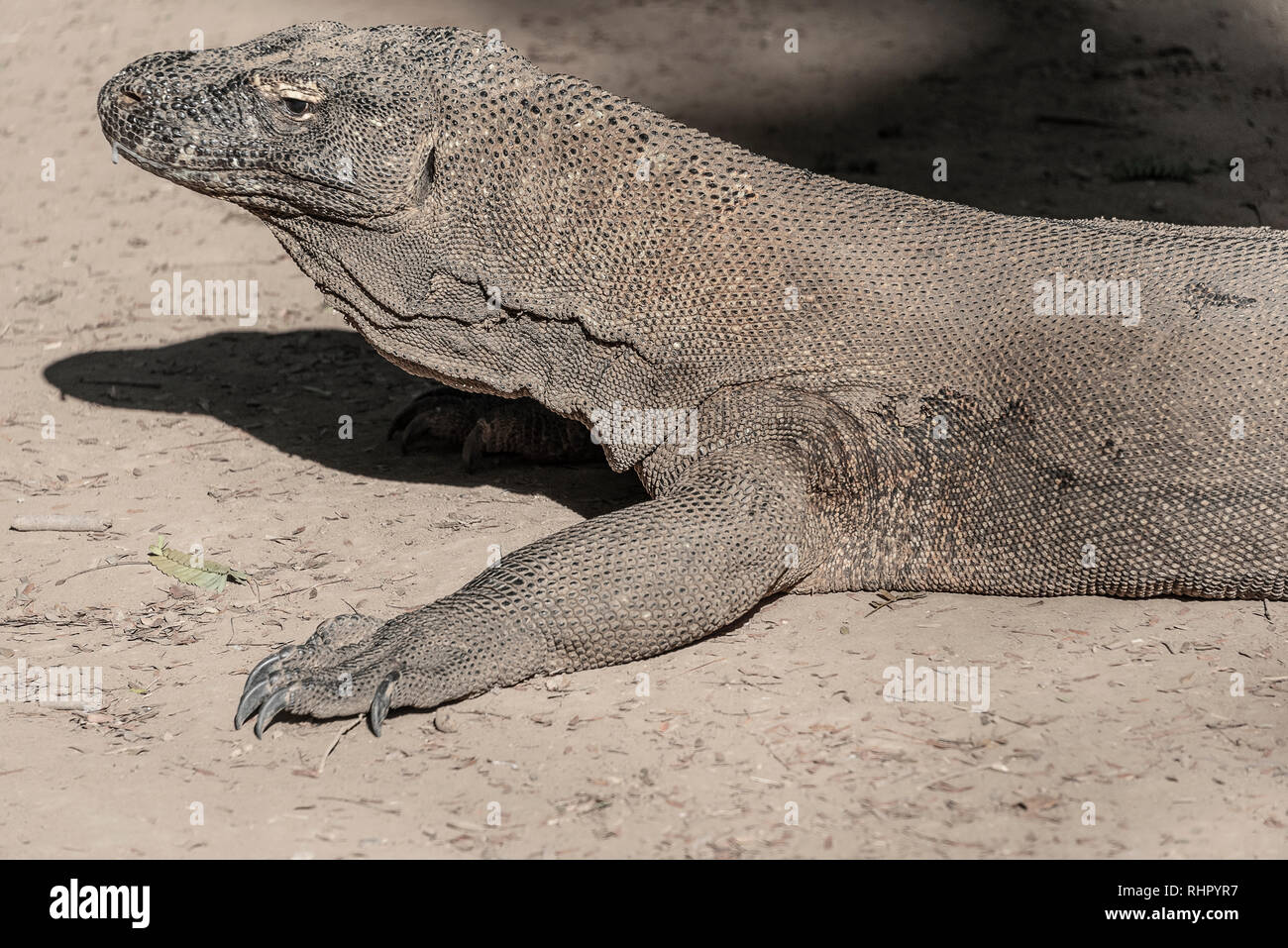 Dragon de Komodo lézard dangereuses. Prédateur sauvage endémique. Coldblooded chasse dragon agressif. Banque D'Images