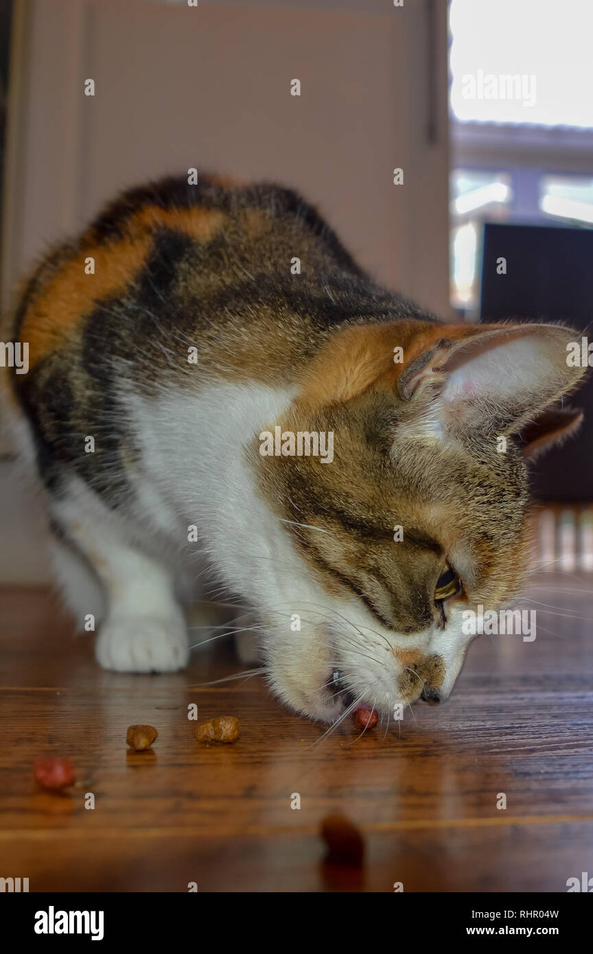Un jeune chat mange des biscuits secs de la parole Banque D'Images