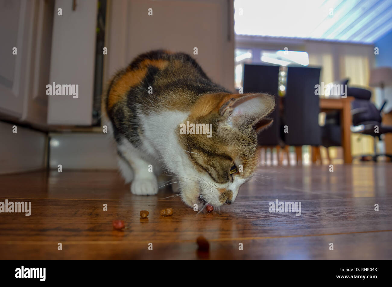 Un jeune chat mange des biscuits secs de la parole Banque D'Images