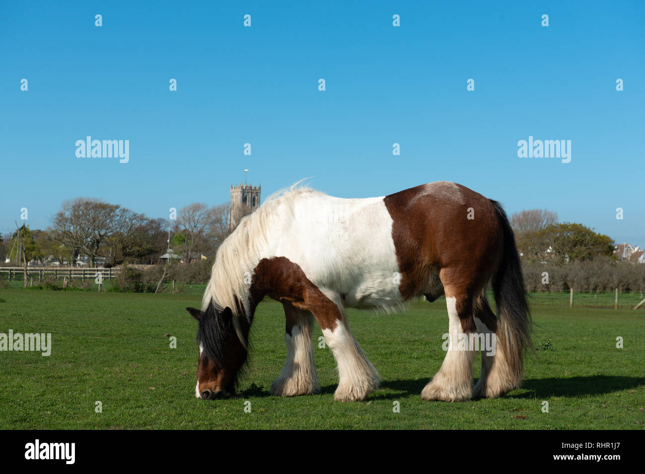 Le cheval ardennais grass meadow Banque D'Images