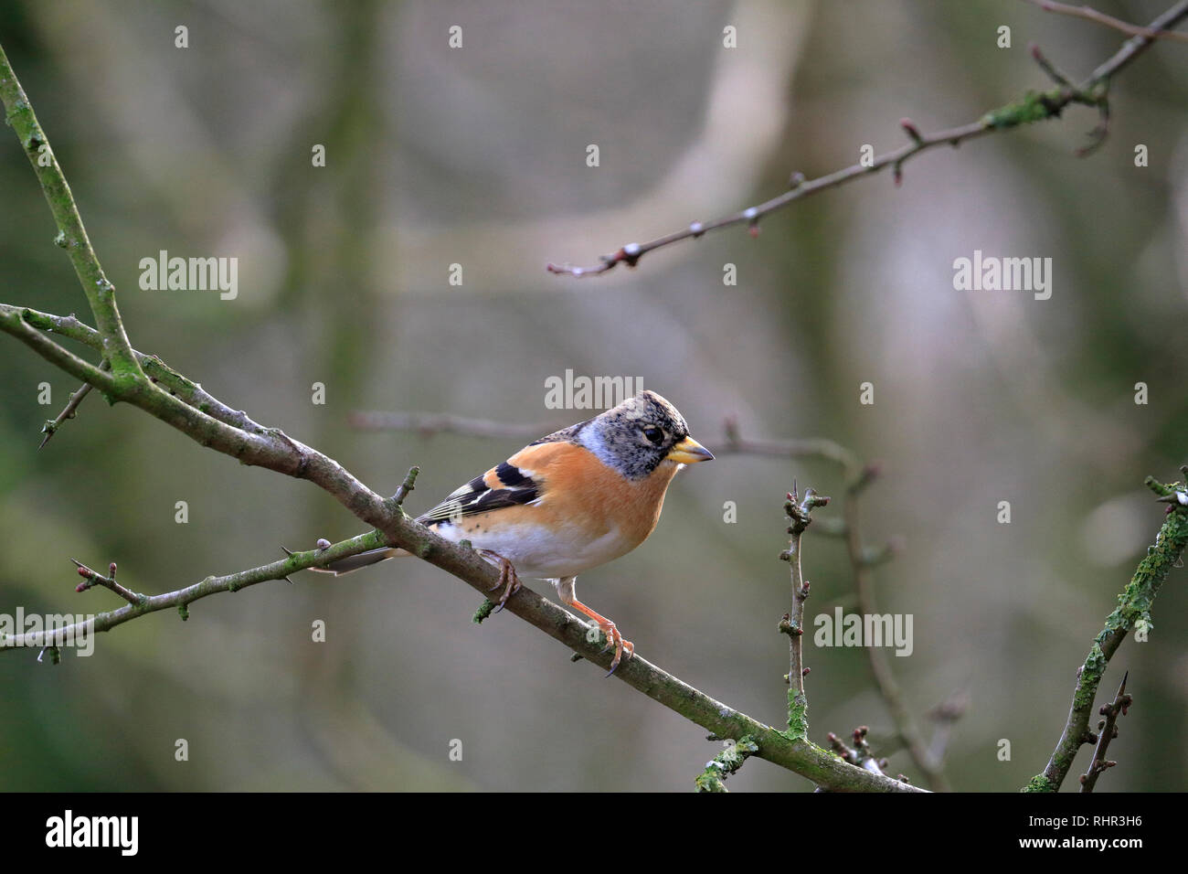 Mâle adulte, Pinson du Nord Fringilla montifringilla perché sur une brindille, England, UK. Banque D'Images