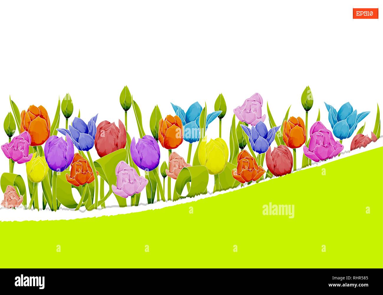 Tulipes multicolores sur fond blanc. Papier déchiré stylisé pour votre texte. Vector illustration with copy space Illustration de Vecteur