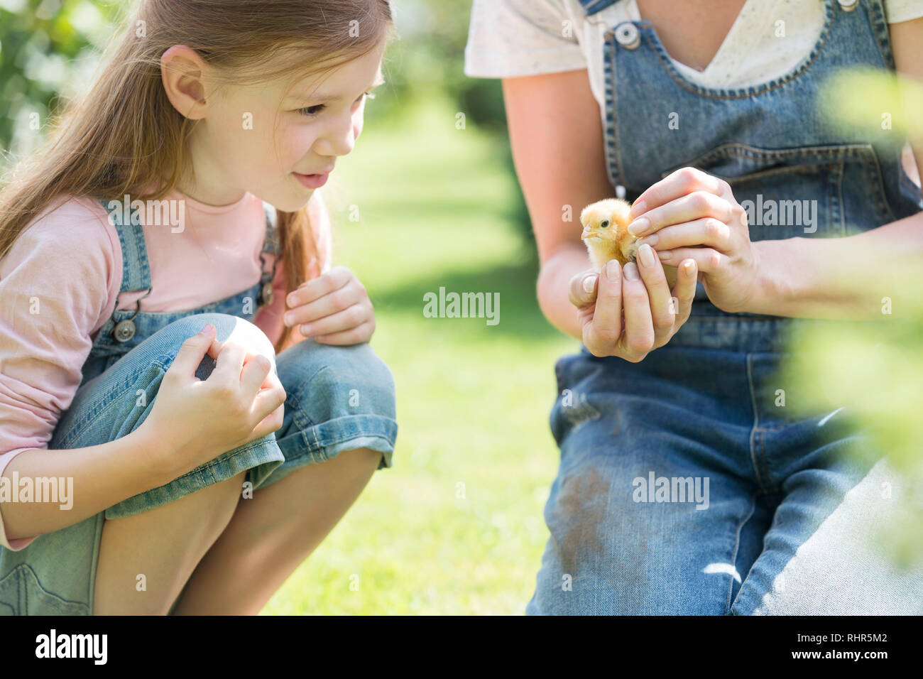 Girl holding petit poussin à farm Banque D'Images