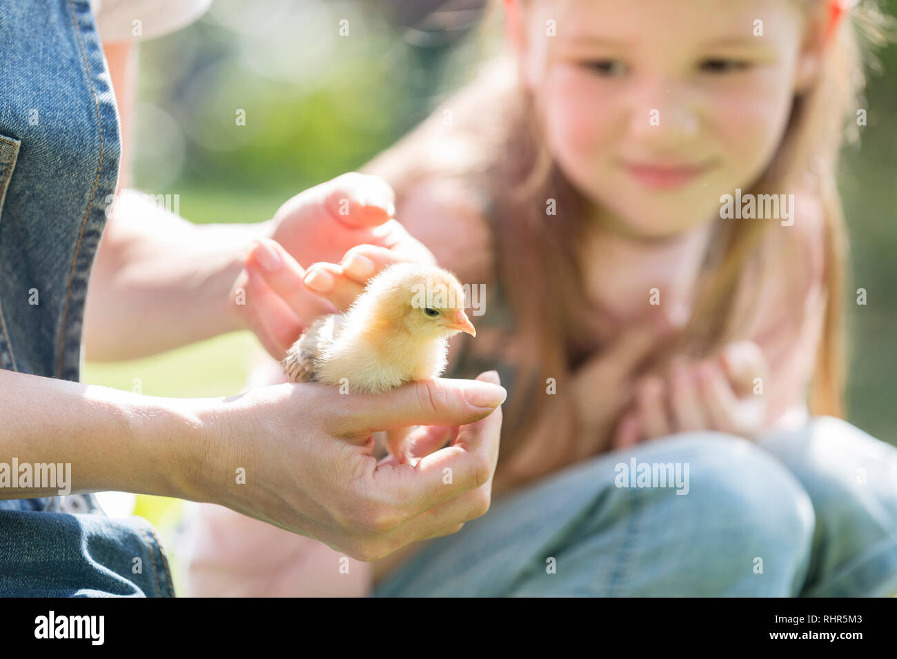 Woman holding petit poussin par fille à farm Banque D'Images