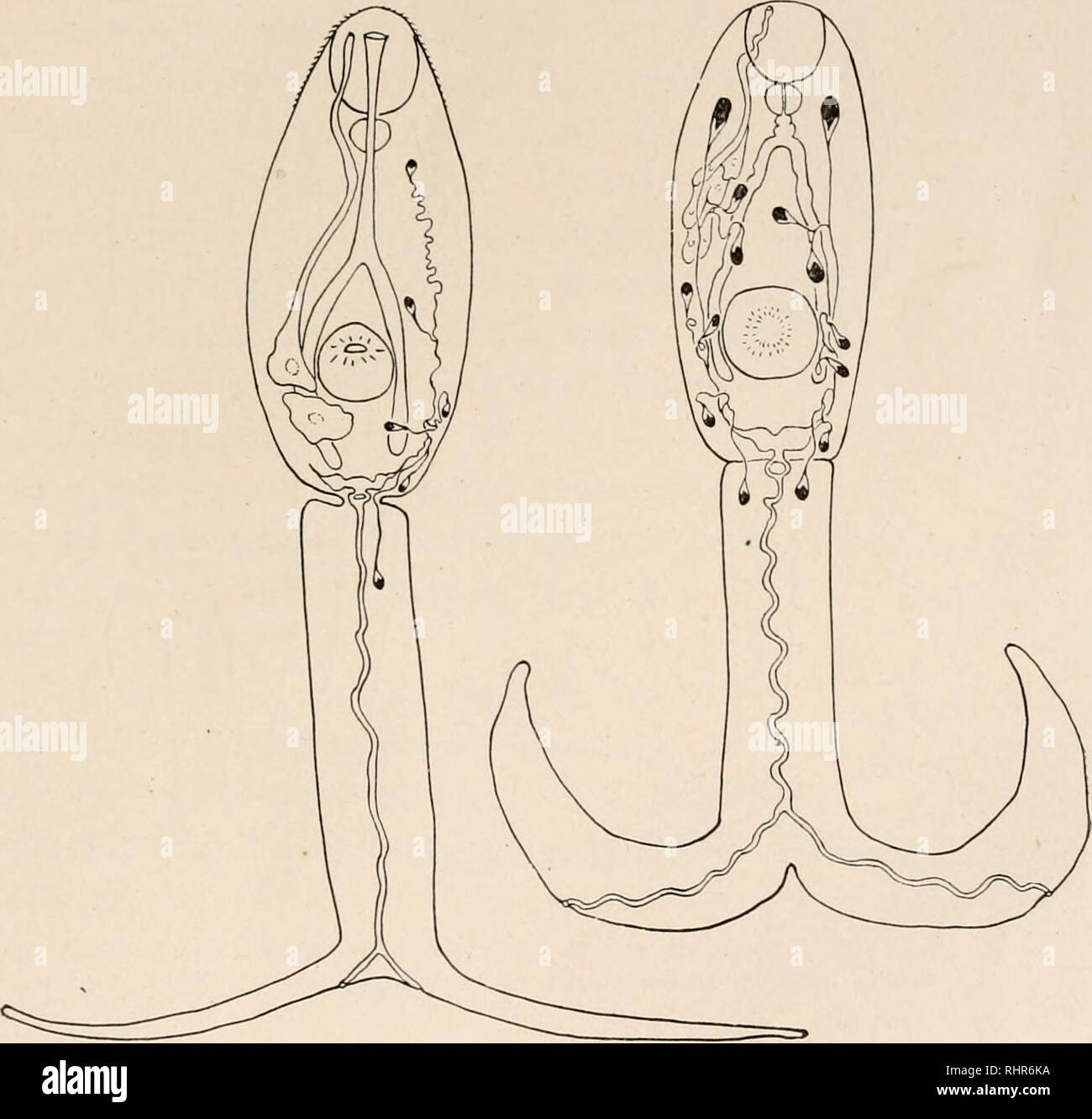 Schistosoma japonicum Banque de photographies et d’images à haute ...