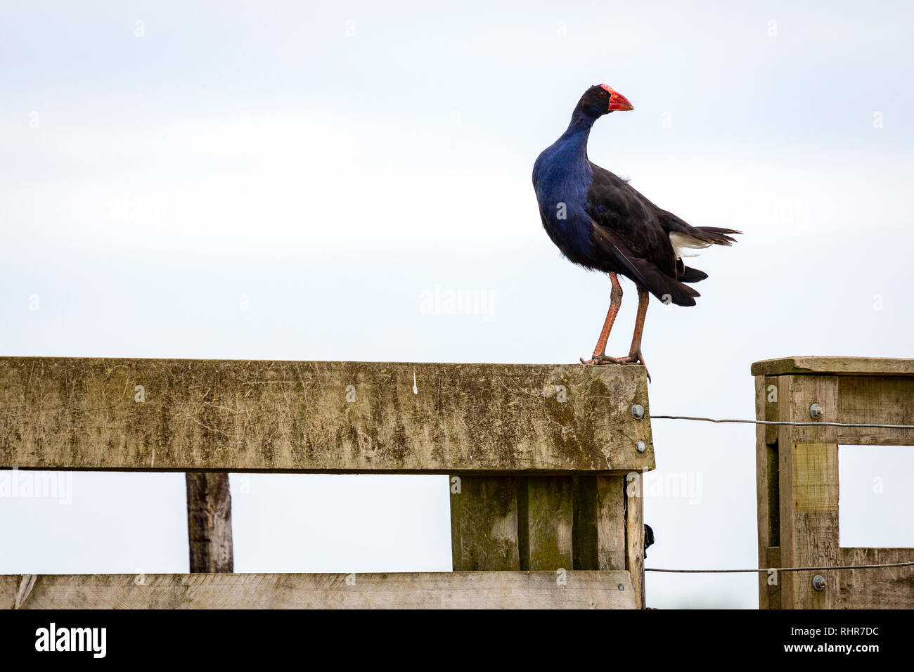 Teal Swamp Hen, Nouvelle-Zélande Pukeko Banque D'Images