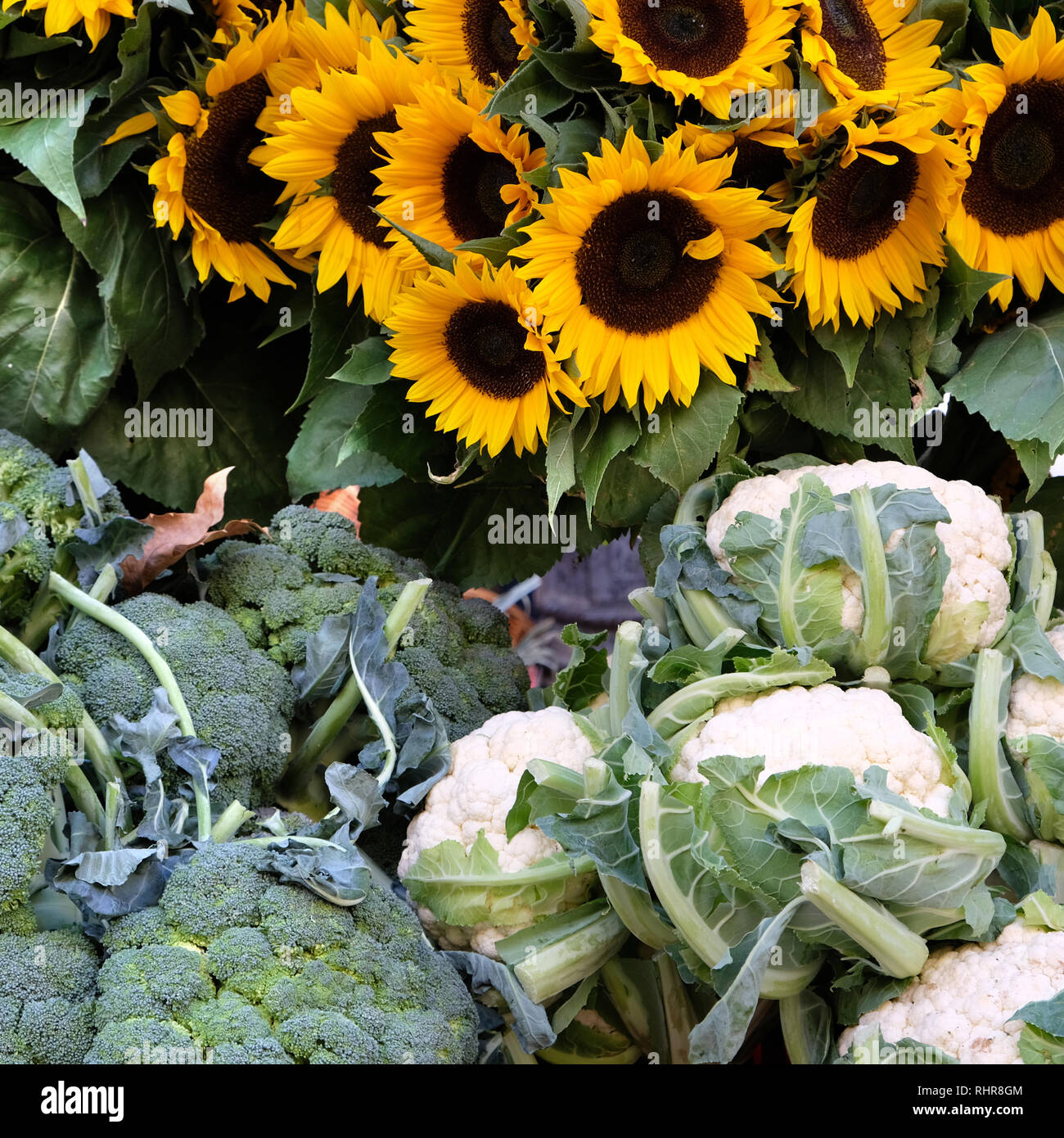 Marché de producteurs de légumes de France au format carré de tournesols Banque D'Images