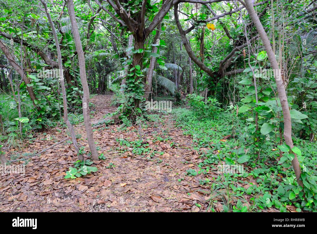 Forêt tropicale de Hawaii Big Island, États-Unis Banque D'Images