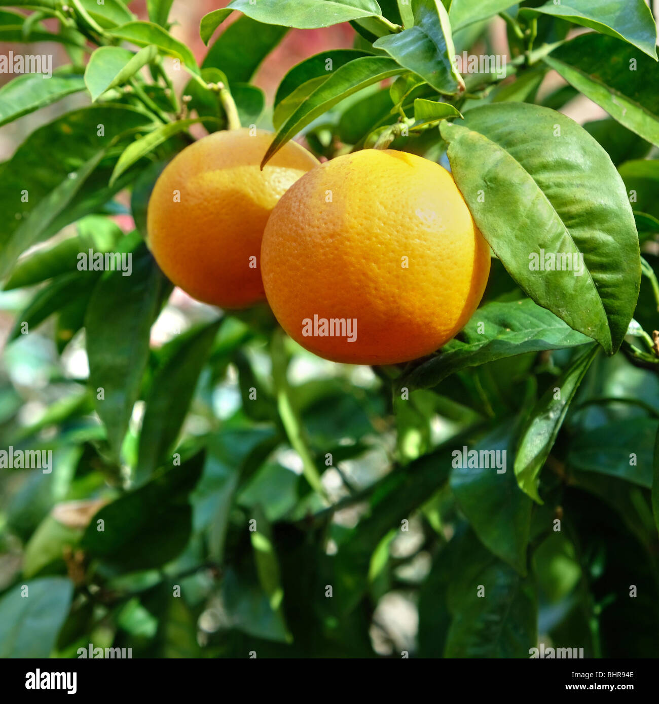De plus en plus oranges mûres verger Banque D'Images