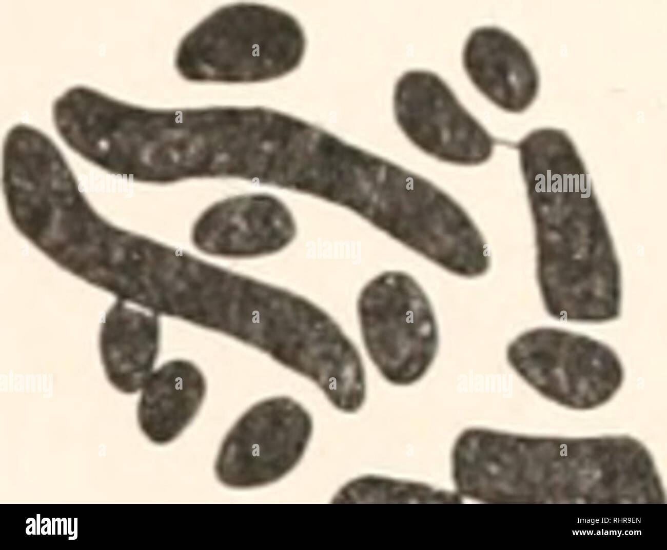 . Le bulletin biologique. Biologie ; zoologie ; biologie ; biologie marine. FIG. 12. Protenar belfragei. Groupes de chromosomes de cellules embryonnaires, a et b, 13-type de chromosome, à partir du même embryon, c, i4-type de chromosome, d'un autre embryon. à ceux de la spermatogonie, le groupe à 14 chromosomes, à ceux de l'ovogonies. Même si les résultats sont trop peu nombreux pour justifier des conclusions générales, il est fort probable que l'embryon avec 13 chromosomes est un homme, l'un avec 14 chromosomes une femme, mettant ainsi en ligne avec Protenor Archimerus Chelinidea et, l'Anasa. IV. Résumé et conclusion. Parmi les résultats descr Banque D'Images