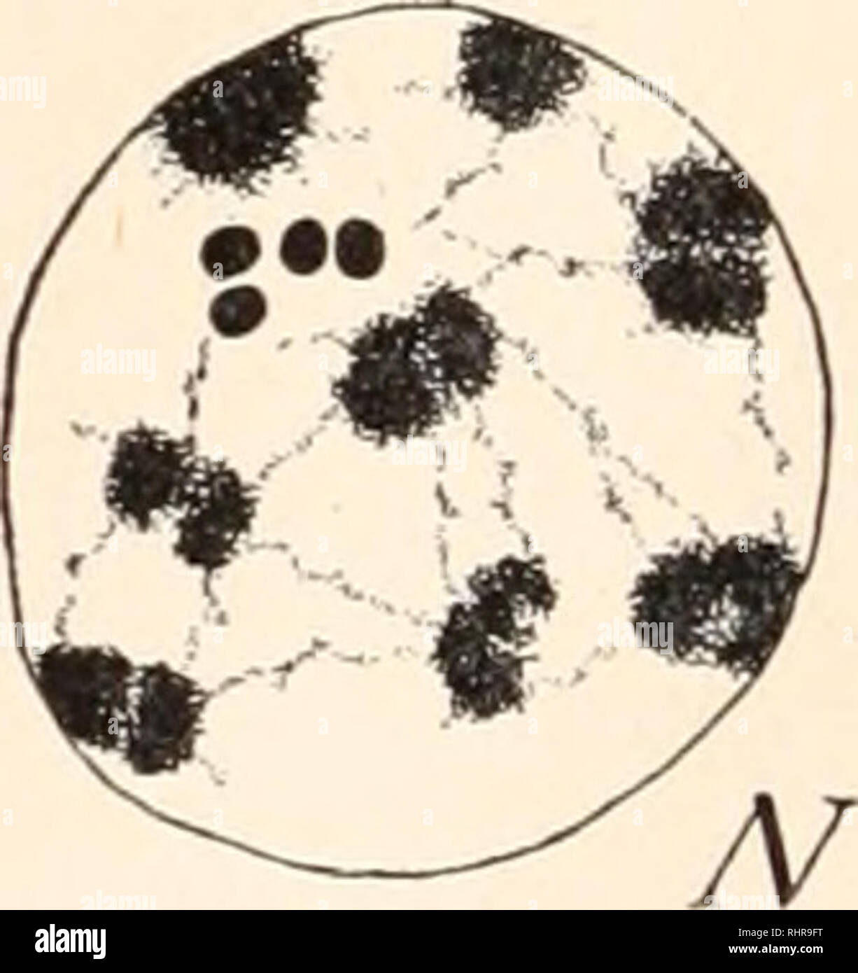 . Le bulletin biologique. Biologie ; zoologie ; biologie ; biologie marine. FIG. 6. Sinca diadeina Fabr. /J et B, groupes de femmes, les chiffres de la métaphase, montrant 30 chromosomes - les six plus petits sont les chromosomes du différentiel ; C et D, les groupes d'hommes, montrant 28 chromosomes - les quatre plus petits sont les chromosomes du différentiel ; E et F, l'opinion de la première division de maturation, métaphase, 16 chromosomes - les quatre plus petits sont les chromosomes univalents ; différentiel G et H, l'opinion de la deuxième division, méta- phase - seulement trois chromosomes sont indiqués, comme la quatrième se trouve bel Banque D'Images