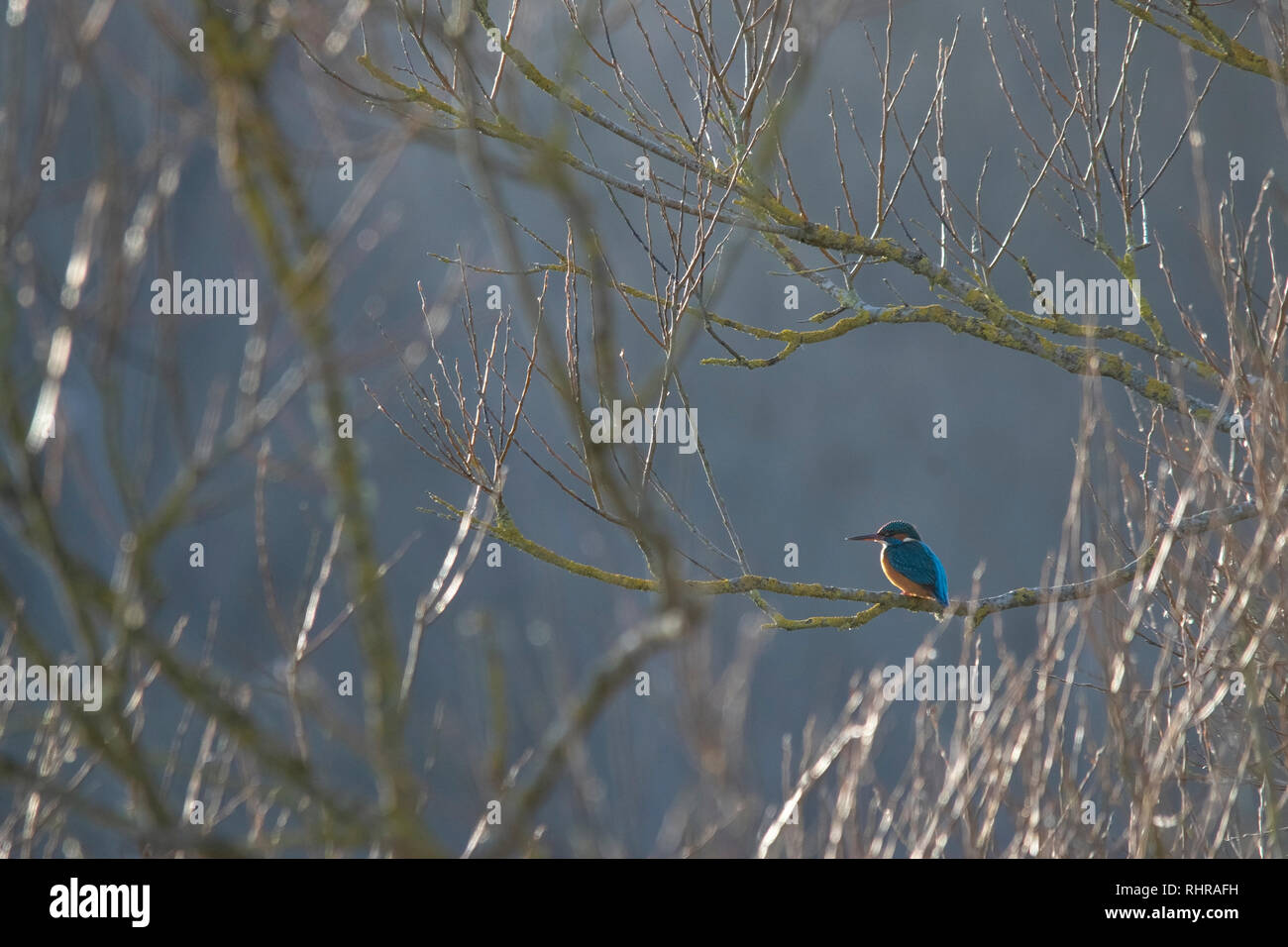 Kingfisher au soleil Banque D'Images