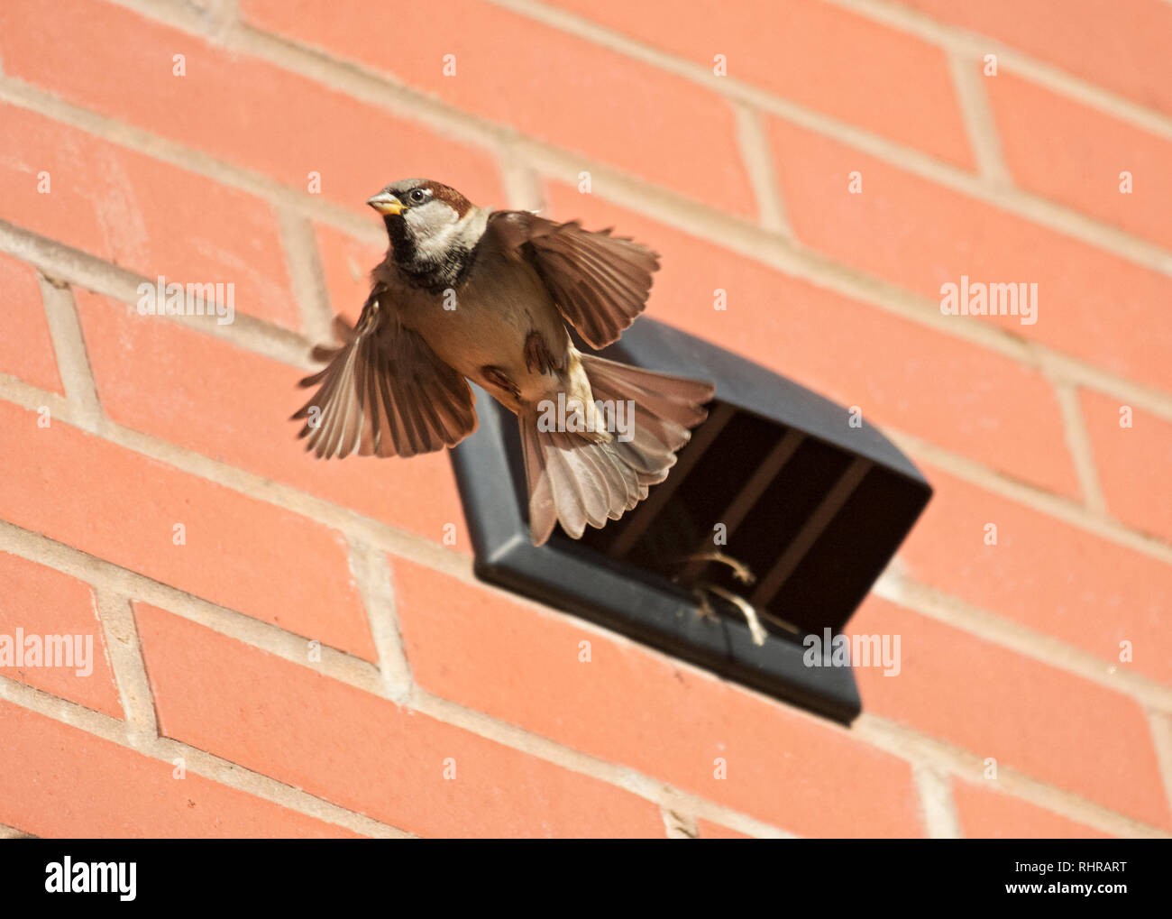 Moineau domestique Passer domesticus, battant de la bouche d'air d'un nid. Le Lancashire, Angleterre, RU Banque D'Images