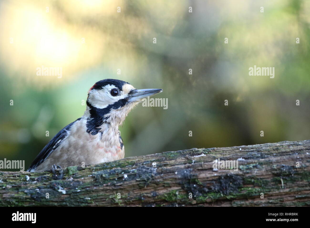 Plus grand pic mar (Dendrocopos major) en automne les bois. Homme perché dans les ouvrir sur rotten poster montrant plumage. Le 29 octobre 2018. Banque D'Images