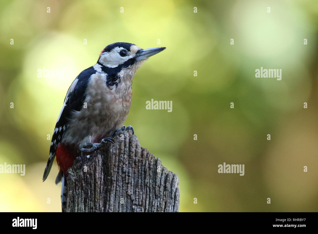 Plus grand pic mar (Dendrocopos major) en automne les bois. Homme perché dans les ouvrir sur rotten poster montrant plumage. Le 29 octobre 2018. Banque D'Images