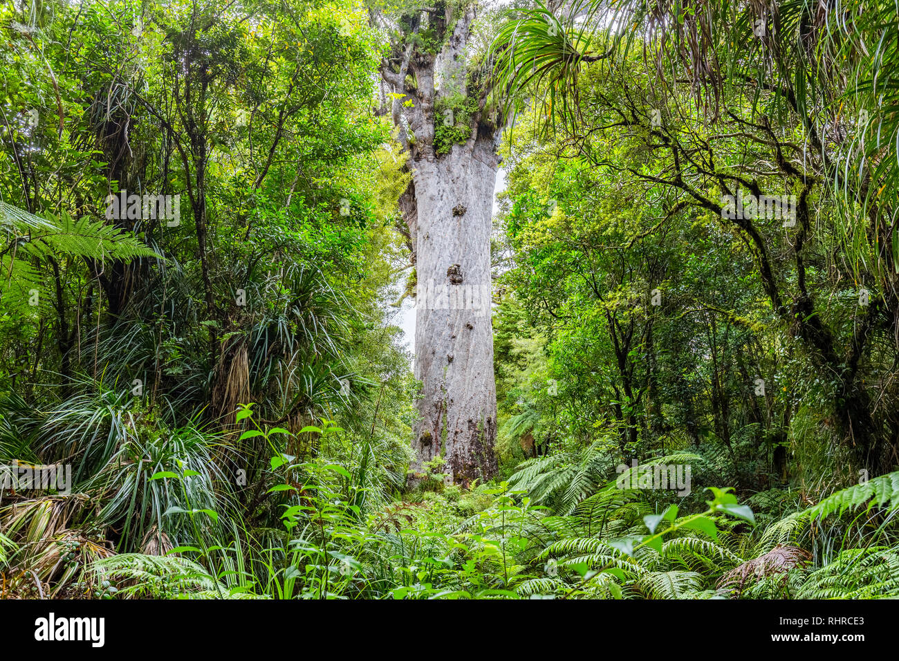 Tane Mahatu, arbres kauri à l'île Nord de la Nouvelle-Zélande Banque D'Images
