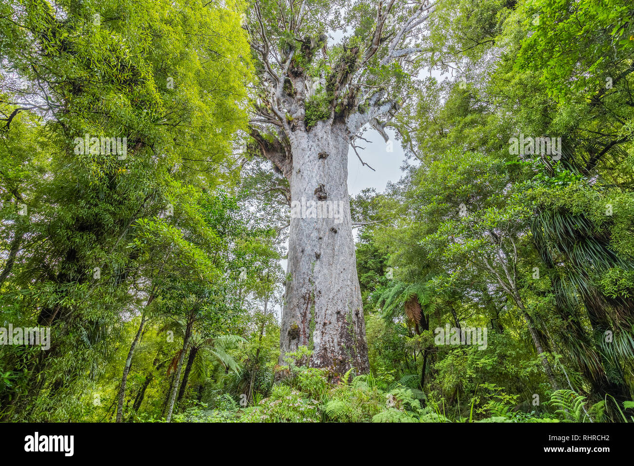 Tane Mahatu, arbres kauri à l'île Nord de la Nouvelle-Zélande Banque D'Images