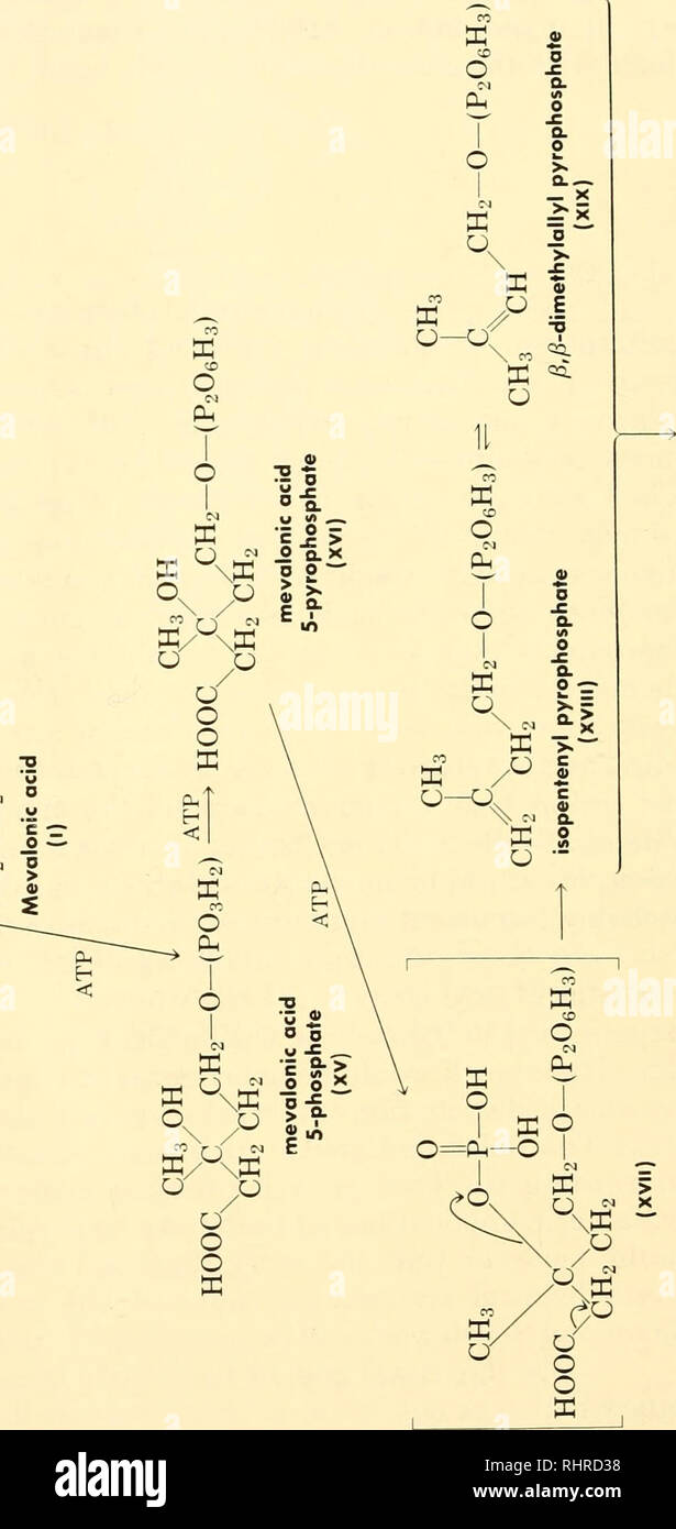 . La systématique biochimique. Variation biochimique, la botanique. 234 LA SYSTÉMATIQUE BIOCHIMIQUE o &gt;Â" O 0 m 3 0)&gt ; C) oâo &gt;sS S ^5 ^^ O O K5 / P 5 O â 5 " o &gt;Â" x o , ec &Lt ; o O 1 1 o =u m K O &Lt ; - 8 M 3 H &gt;â ¢ C ^ 2 o =c ; S ro o n - 8 c , S , V &Lt ; ; o O CO 1 1 Â" ffi o &Lt ; c c 31 G C N 1 c Â" oâc J 8 C' -s C J S A V K VI &Lt ; o u c D D J J Z CO c o os o o o. Veuillez noter que ces images sont extraites de la page numérisée des images qui peuvent avoir été retouchées numériquement pour plus de lisibilité - coloration et l'aspect de ces illustrations ne peut pas parfaitement ressembler à l'ori Banque D'Images