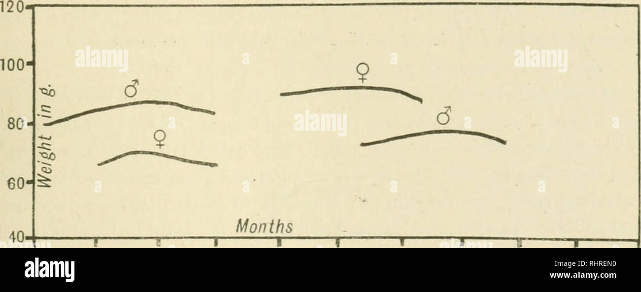 . Le Biochemical Journal, 1917. La biochimie. Tableau XIV. 1 à 4 courbes. Régime de base  + 1  % d'acide nucléique de levure. 5 à 8 courbes. Régime de base  + 1  % d'acide nucléique de la rate. 9 courbes et 10. Régime de base  + 0 à 5  % l'adénine. Virages 11 et 12. Ba'al^l'alimentation  + 0 à 2  %. L'adénine. Tableau XV. Régime de base  + 6  % "Lemco." la discussion. Les résultats de cette enquête, en tant qu'elles sont complètes, ont tendance à appuyer le point de vue défendu par McCollum et Kennedy qu'il s'agit d'une déficience de l'accessoire hydrosolubles substan( ?fe dans le régime alimentaire d'oiseaux qui est responsable de l'incidence des symptômes typiques qui ont lieu à re Banque D'Images