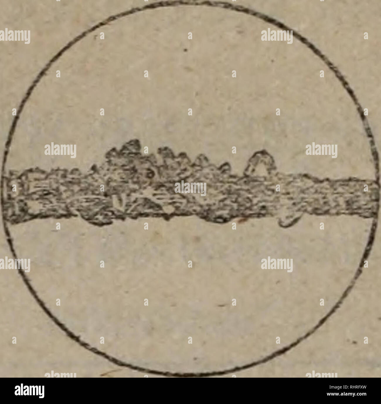 . Bi ma peut Wen Ji. botanique. . Veuillez noter que ces images sont extraites de la page numérisée des images qui peuvent avoir été retouchées numériquement pour plus de lisibilité - coloration et l'aspect de ces illustrations ne peut pas parfaitement ressembler à l'œuvre originale.. zhong guo ke xue yuan shi yan sheng wu yan jiu suo bian. ke xue chu ban elle Banque D'Images