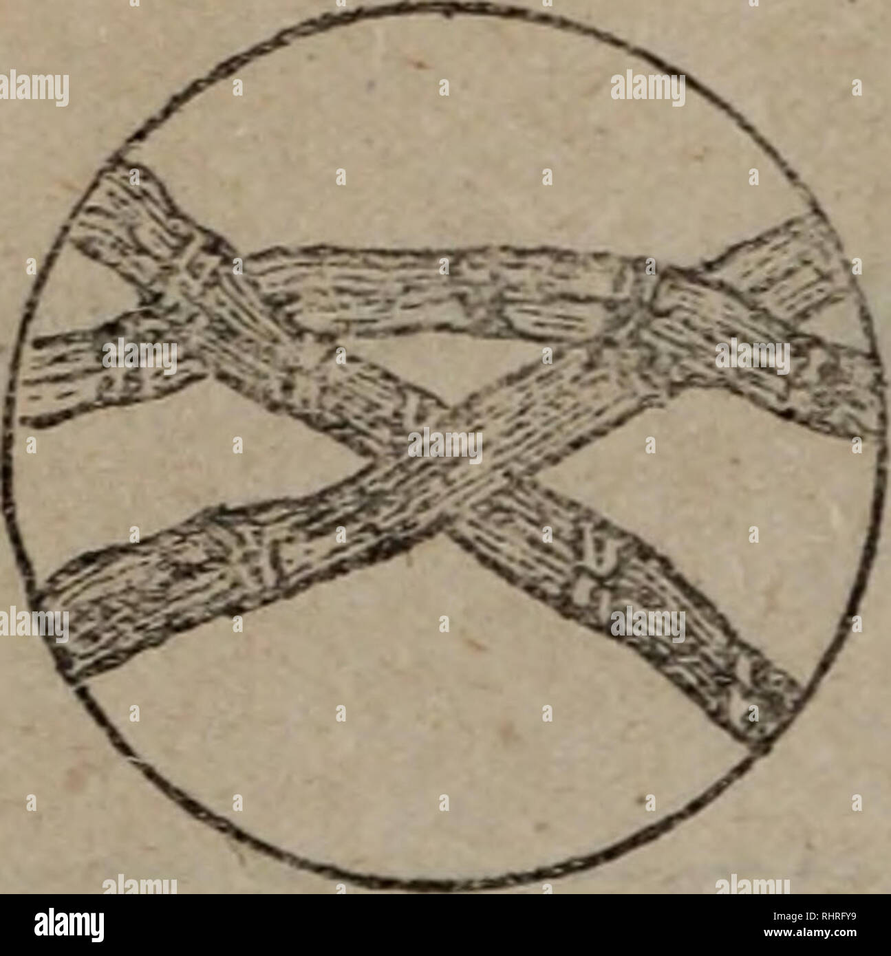 . Bi ma peut Wen Ji. botanique. 1Q5 ^éº» å'aeae . Veuillez noter que ces images sont extraites de la page numérisée des images qui peuvent avoir été retouchées numériquement pour plus de lisibilité - coloration et l'aspect de ces illustrations ne peut pas parfaitement ressembler à l'œuvre originale.. zhong guo ke xue yuan shi yan sheng wu yan jiu suo bian. ke xue chu ban elle Banque D'Images