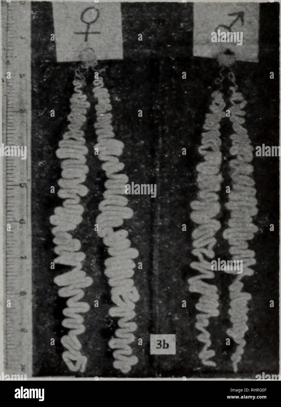 . Bi ma peut Wen Ji. botanique. .0. Veuillez noter que ces images sont extraites de la page numérisée des images qui peuvent avoir été retouchées numériquement pour plus de lisibilité - coloration et l'aspect de ces illustrations ne peut pas parfaitement ressembler à l'œuvre originale.. zhong guo ke xue yuan shi yan sheng wu yan jiu suo bian. ke xue chu ban elle Banque D'Images