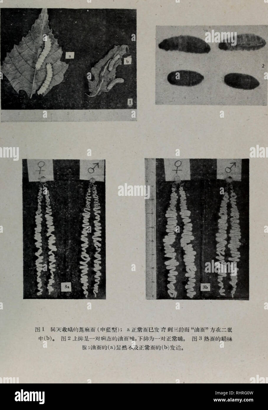 . Bi ma peut Wen Ji. botanique. . Veuillez noter que ces images sont extraites de la page numérisée des images qui peuvent avoir été retouchées numériquement pour plus de lisibilité - coloration et l'aspect de ces illustrations ne peut pas parfaitement ressembler à l'œuvre originale.. zhong guo ke xue yuan shi yan sheng wu yan jiu suo bian. ke xue chu ban elle Banque D'Images