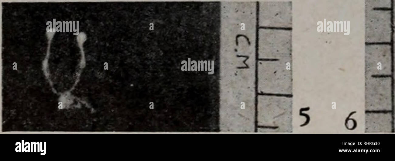 . Bi ma peut Wen Ji. botanique.  ? ? ? ? ? ? ? ? ? ? ? ? ? ? ? ? ? ? ? ? ? ?  ? ?II. Veuillez noter que ces images sont extraites de la page numérisée des images qui peuvent avoir été retouchées numériquement pour plus de lisibilité - coloration et l'aspect de ces illustrations ne peut pas parfaitement ressembler à l'œuvre originale.. zhong guo ke xue yuan shi yan sheng wu yan jiu suo bian. ke xue chu ban elle Banque D'Images