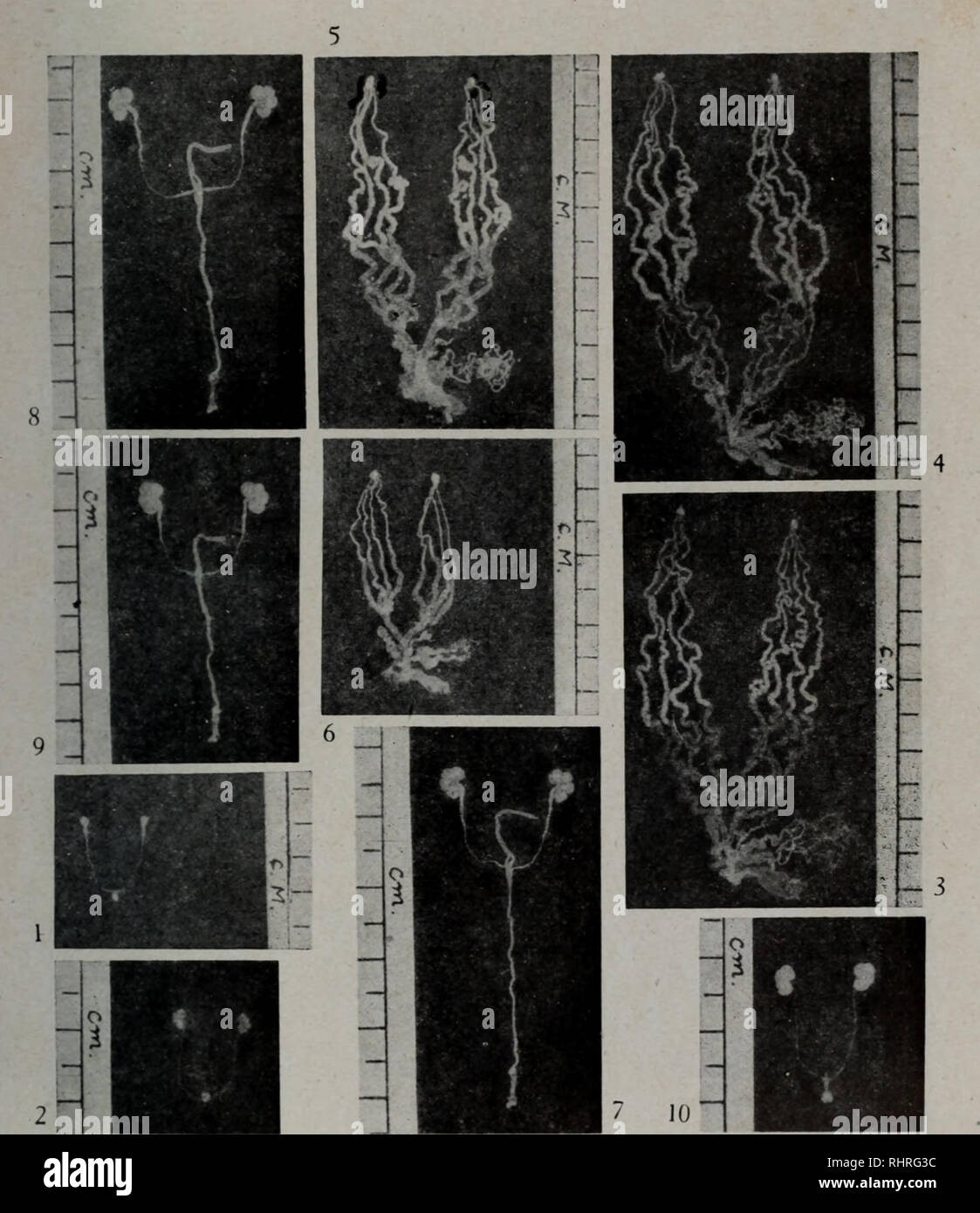 . Bi ma peut Wen Ji. botanique. . Veuillez noter que ces images sont extraites de la page numérisée des images qui peuvent avoir été retouchées numériquement pour plus de lisibilité - coloration et l'aspect de ces illustrations ne peut pas parfaitement ressembler à l'œuvre originale.. zhong guo ke xue yuan shi yan sheng wu yan jiu suo bian. ke xue chu ban elle Banque D'Images