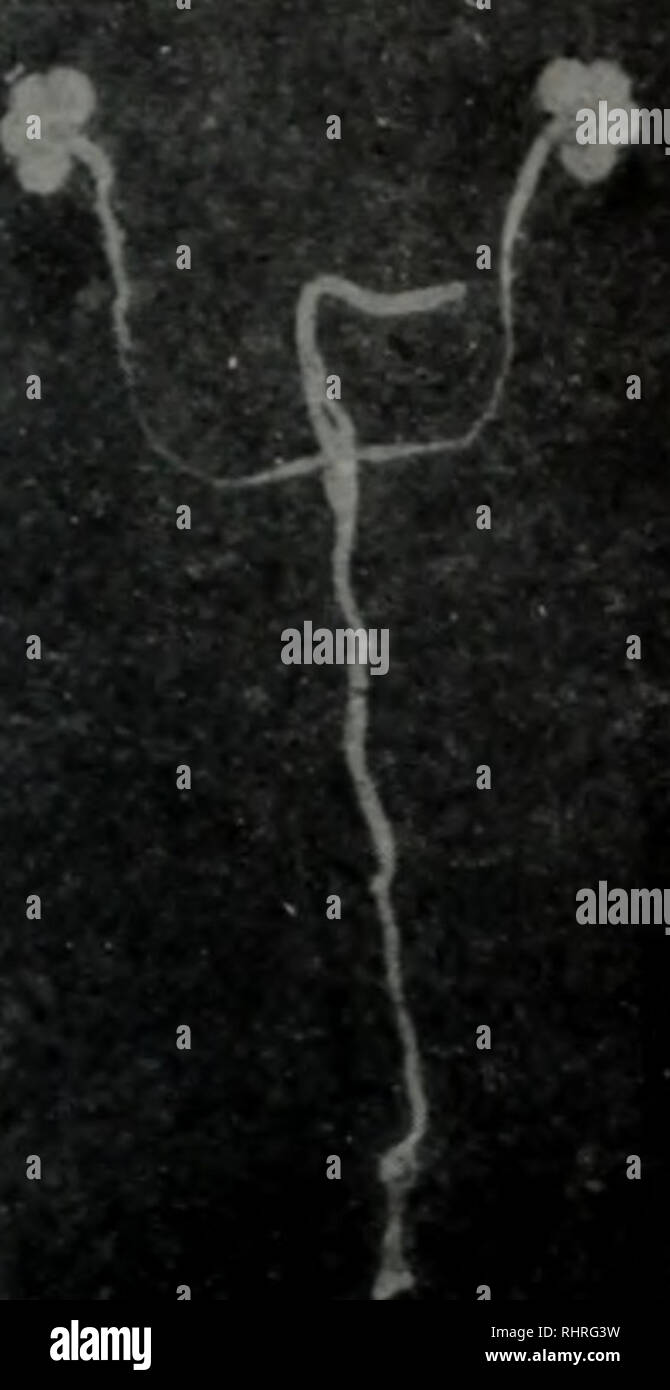 . Bi ma peut Wen Ji. botanique. . Veuillez noter que ces images sont extraites de la page numérisée des images qui peuvent avoir été retouchées numériquement pour plus de lisibilité - coloration et l'aspect de ces illustrations ne peut pas parfaitement ressembler à l'œuvre originale.. zhong guo ke xue yuan shi yan sheng wu yan jiu suo bian. ke xue chu ban elle Banque D'Images