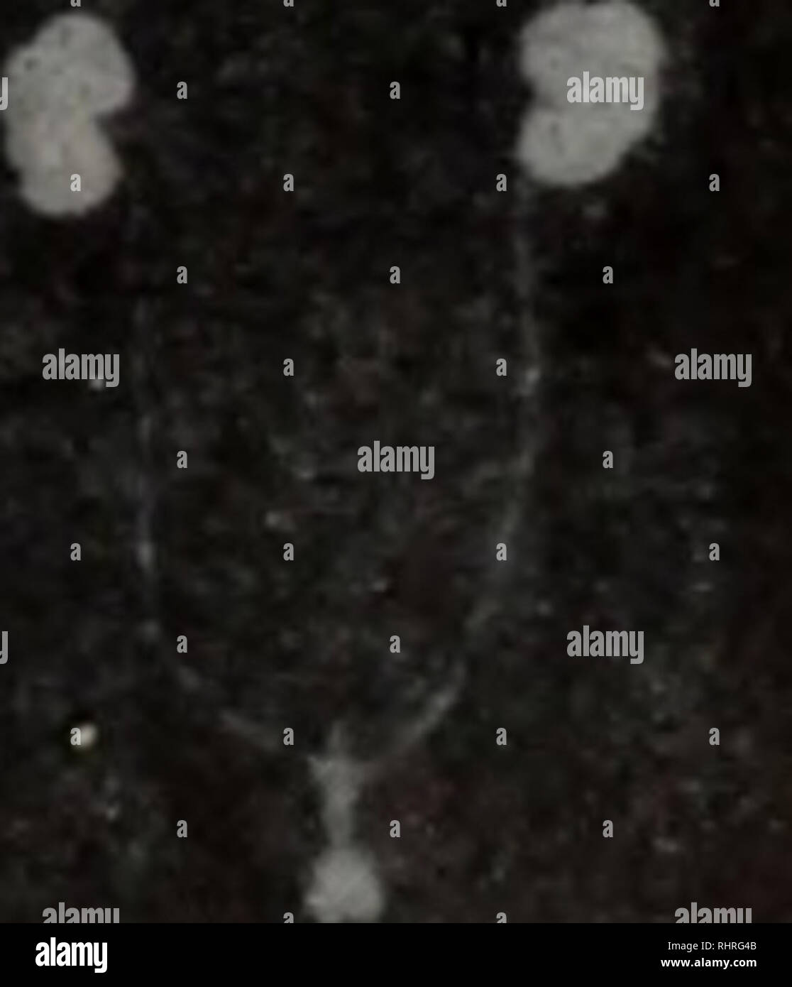 . Bi ma peut Wen Ji. botanique. . Veuillez noter que ces images sont extraites de la page numérisée des images qui peuvent avoir été retouchées numériquement pour plus de lisibilité - coloration et l'aspect de ces illustrations ne peut pas parfaitement ressembler à l'œuvre originale.. zhong guo ke xue yuan shi yan sheng wu yan jiu suo bian. ke xue chu ban elle Banque D'Images