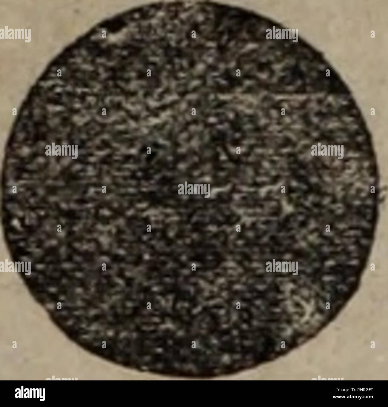 . Bi ma peut Wen Ji. botanique. 22- éº èaeé ç". ¶Å ç''25*. Veuillez noter que ces images sont extraites de la page numérisée des images qui peuvent avoir été retouchées numériquement pour plus de lisibilité - coloration et l'aspect de ces illustrations ne peut pas parfaitement ressembler à l'œuvre originale.. zhong guo ke xue yuan shi yan sheng wu yan jiu suo bian. ke xue chu ban elle Banque D'Images