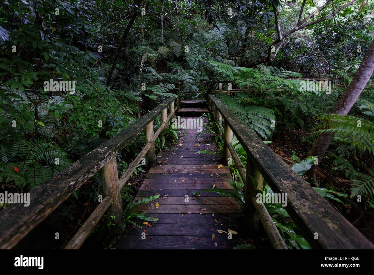 Sentier en bois à travers la forêt tropicale dense, Ishigaki, Japon Banque D'Images