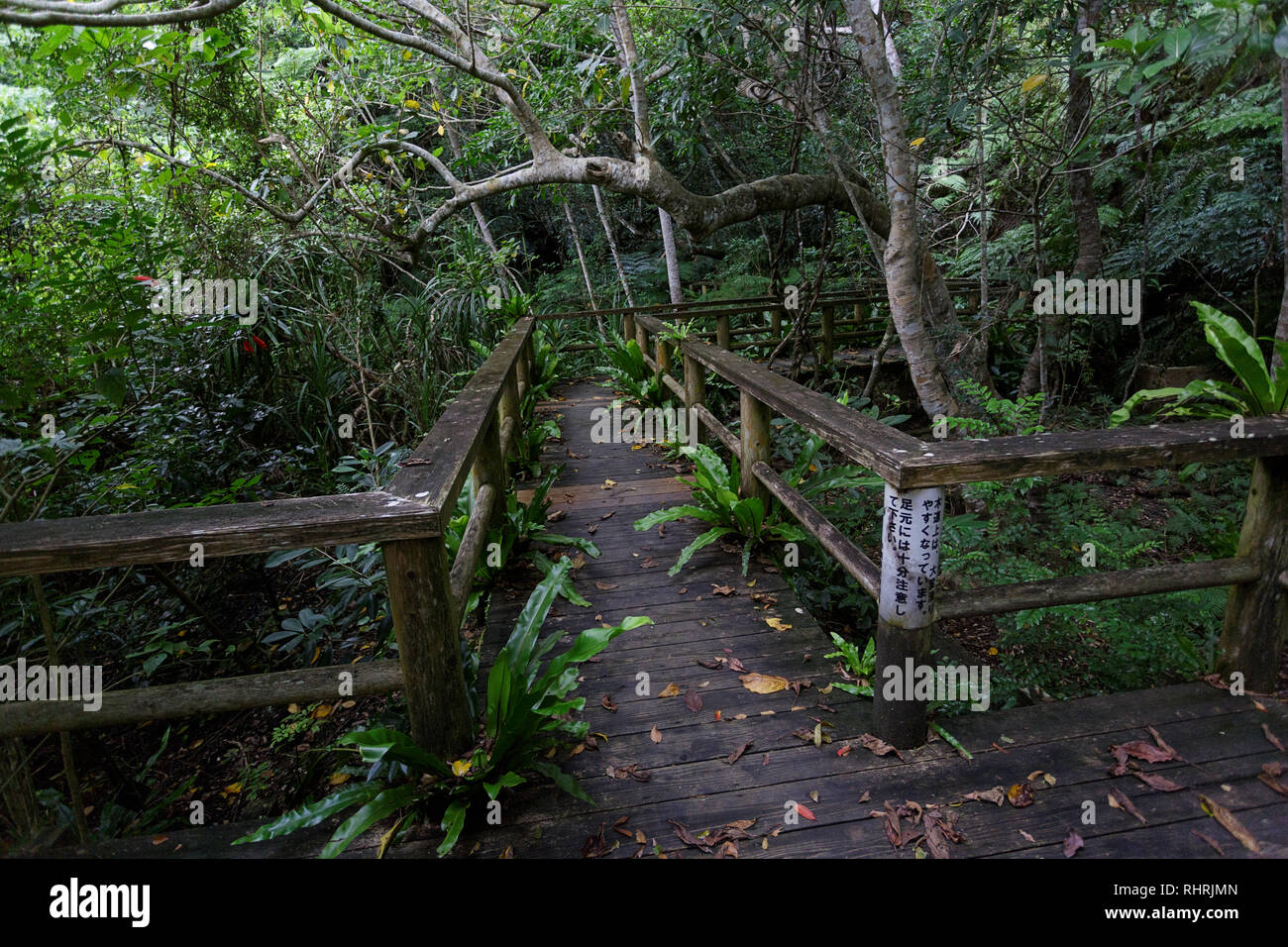 Sentier en bois à travers la forêt tropicale dense, Ishigaki, Japon Banque D'Images