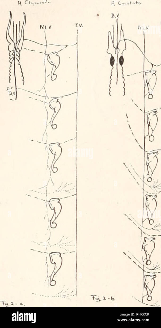 . Le bulletin biologique. Biologie ; zoologie ; biologie ; biologie marine. 248 ELLIOT ROWLAND DOWNING. Ces observations sont directement opposés à ceux d'autres chercheurs sur plusieurs points .des détails anatomiques et de fonc- tion de certains des navires. J'ai donné ci-dessus, un énoncé de la disposition générale de la ramification des vaisseaux afférents avec référence à l'néphridies ; il est évident, à partir de texte-figure 2 que mes résultats qu'approuver d'une façon générale avec les états financiers. Veuillez noter que ces images sont extraites de la page numérisée des images qui peuvent avoir été retouchées numériquement pour rea Banque D'Images